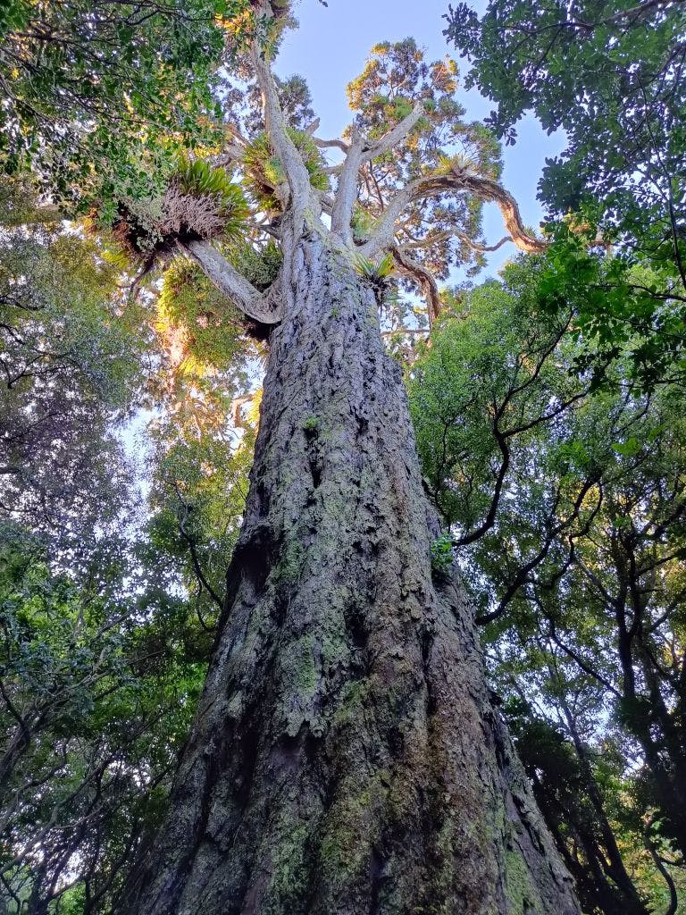 An 800-year-old giant rimu tree stretching high into the canopy at Ōtari-Wilton's Bush in Te Whanganui-a-Tara (Wellington), Aotearoa (New Zealand).